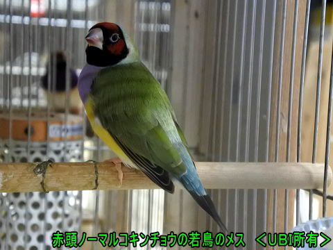 赤頭ノーマルコキンチョウ　メス
