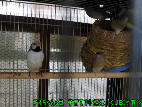 足を怪我したアオちゃん