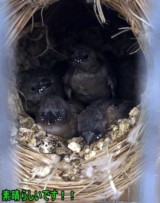 コキンチョウの自育成功 その2 広島市O様