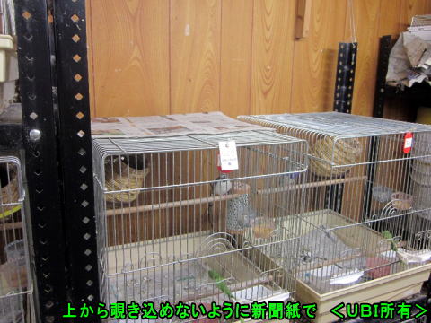 ケージの上に新聞紙を置いた状態
