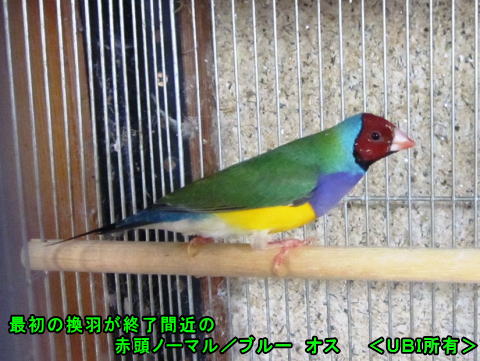 赤頭ノーマル/ブルーの初めての換羽が終了間近の子