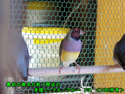換羽が終了間近の赤頭ノーマルコキンチョウ メス