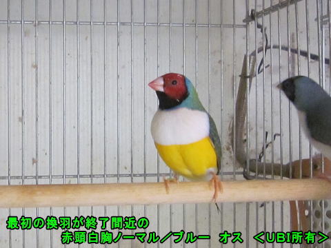 最初の換羽が終了間近の赤頭白胸ノーマル/ブルー オス