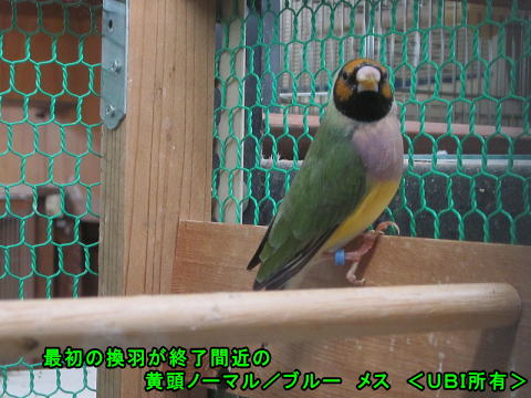 最初の換羽が終了間近の黄頭ノーマル/ブルー メス