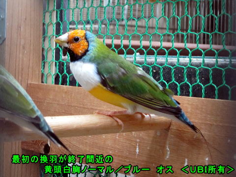 最初の換羽が終了間近の黄頭白胸ノーマル/ブルー オス
