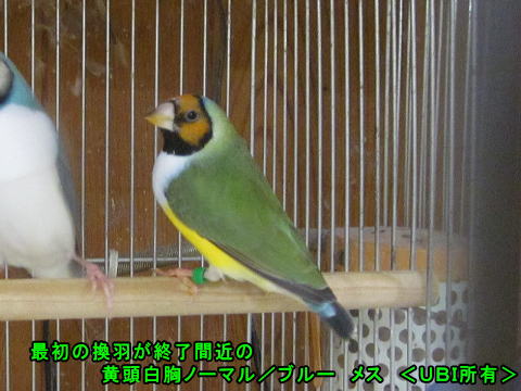 最初の換羽が終了間近の黄頭白胸ノーマル/ブルー メス