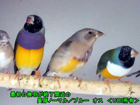 最初の換羽が終了間近の黒頭ノーマル/ブルー オス