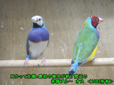 最初の換羽が終了間近の赤頭ブルー オス
