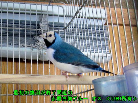 最初の換羽が終了間近の赤頭白胸ブルー オス