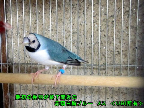 最初の換羽が終了間近の赤頭白胸ブルー メス