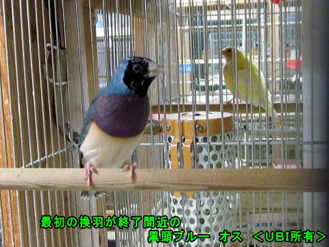 最初の換羽が終了間近の黒頭ブルー オス
