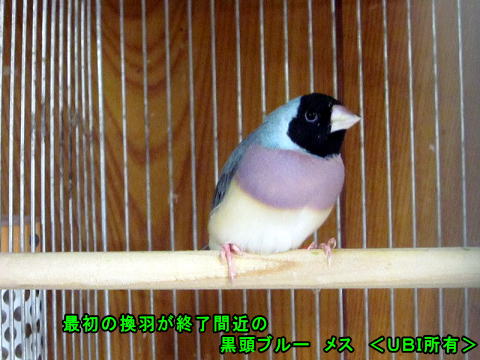 最初の換羽が終了間近の黒頭ブルー メス