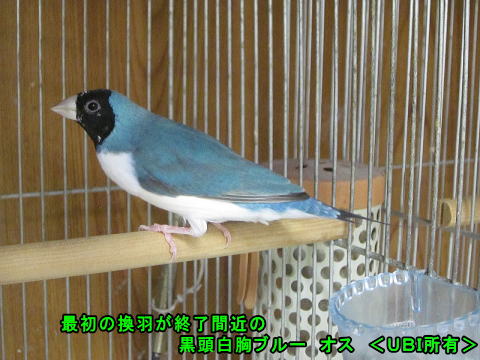 最初の換羽が終了間近の黒頭白胸ブルー オス