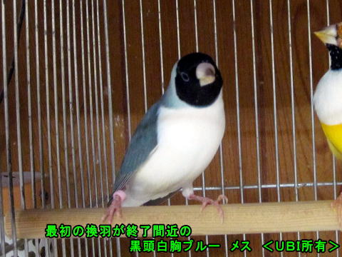 最初の換羽が終了間近の黒頭白胸ブルー メス