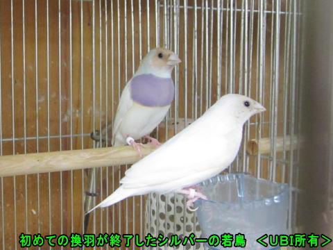 若鳥のシルバー達
