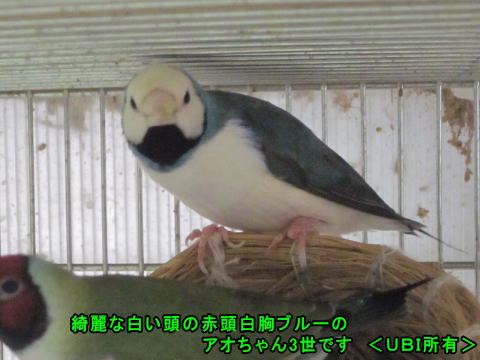 綺麗な頭のアオちゃん3世