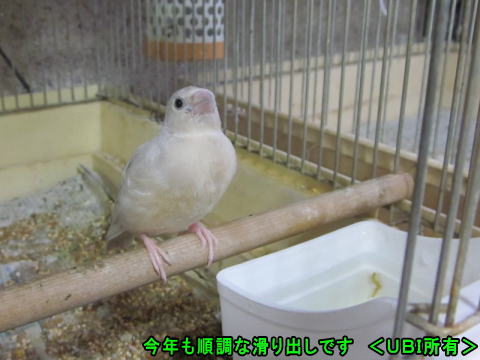 シルバーコキンチョウ 幼鳥