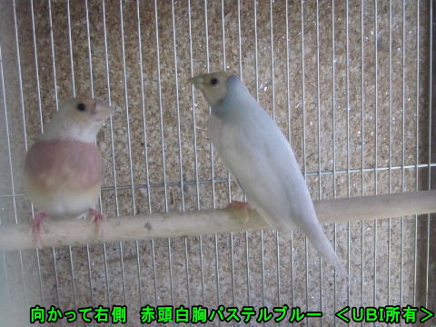 赤頭白胸パステルブルー