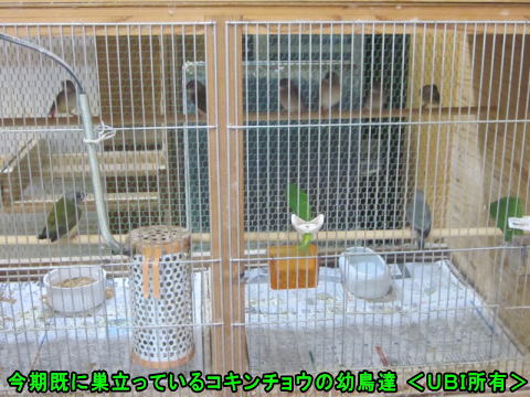 2021年10月 コキンチョウの幼鳥達