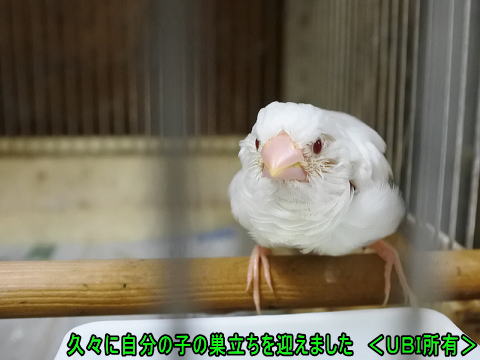 芸物十姉妹の巣立ち