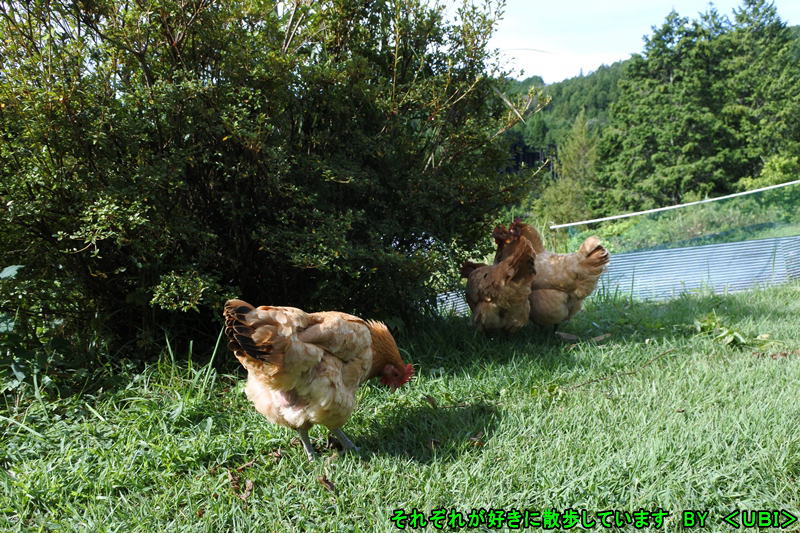 散歩中の名古屋