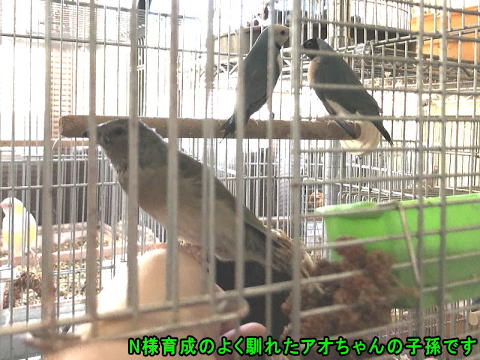 遠い埼玉県でアオちゃん子孫が誕生