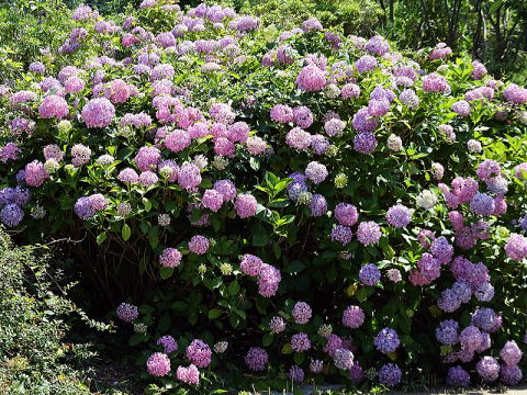 アジサイの花