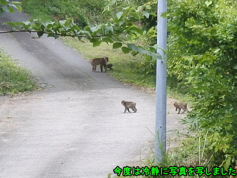 さぬき市多和にて猿を発見