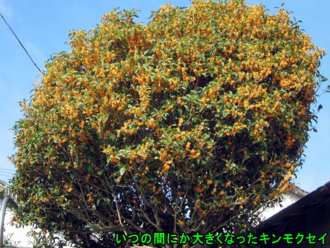 大きくなったキンモクセイ