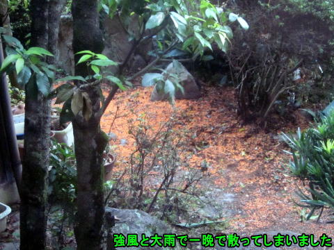 一晩で散ってしまったキンモクセイ