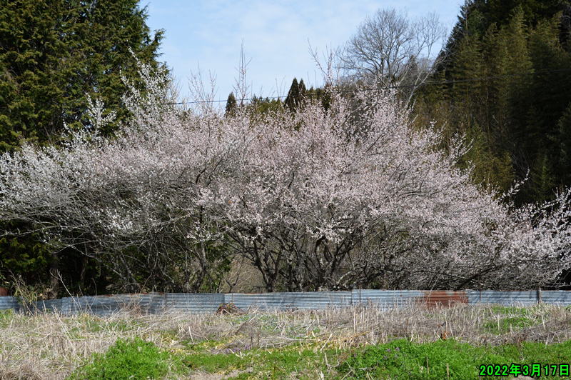 2022年3月17日　梅