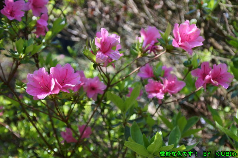 花シリーズ