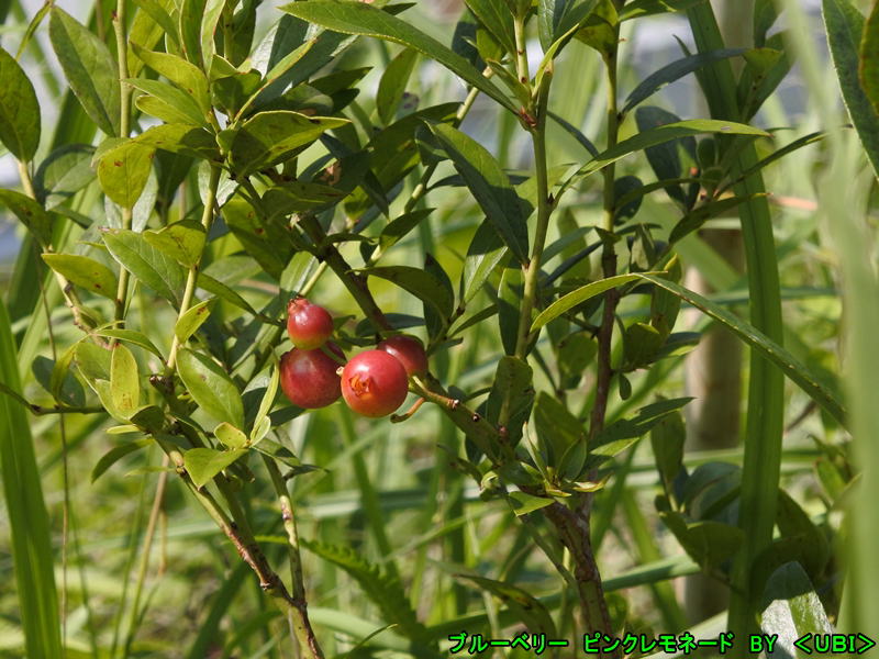 ブルーベリー　ピンクレモネード