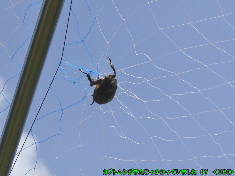 網にひっかかったカブトムシ