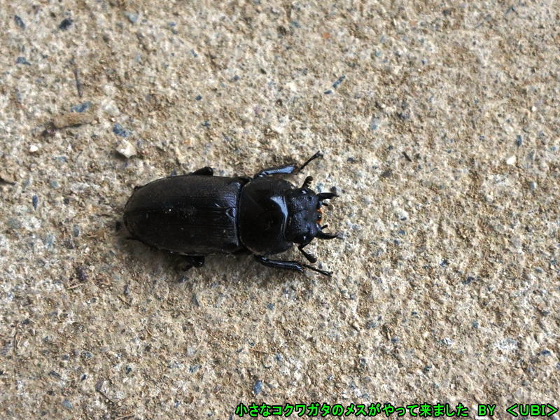 コクワガタ