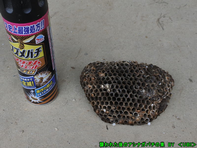 アシナガバチの巣