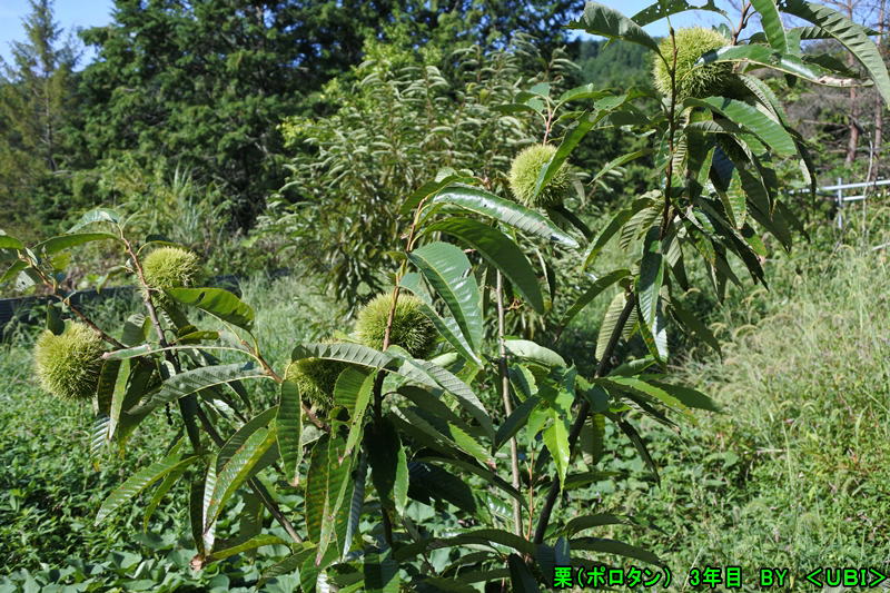 栗（ぽろたん）