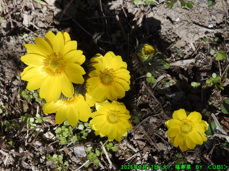 2026年2月17日　福寿草