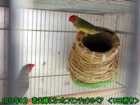 コモンチョウの若夫婦