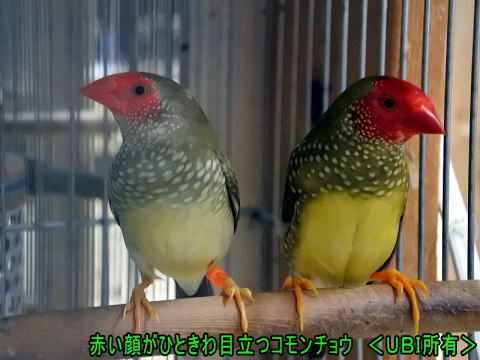 コモンチョウのペア 2019年8月