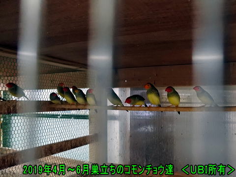 コモンチョウの若鳥
