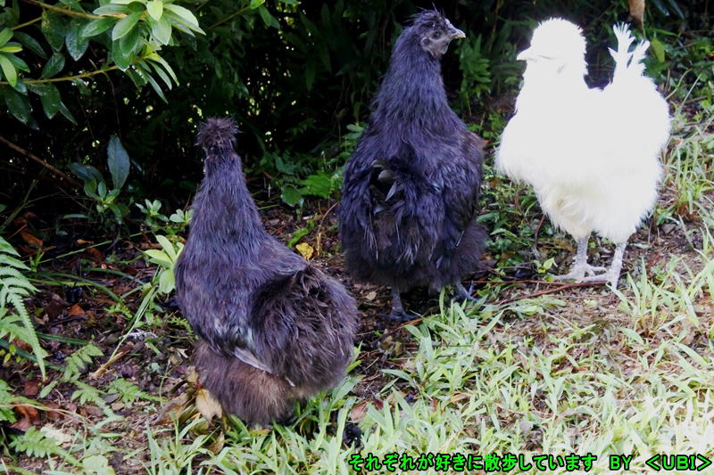 散歩中の烏骨鶏