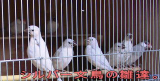 シルバー文鳥の雛達。