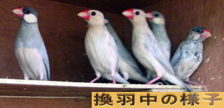 換羽中のシルバー文鳥