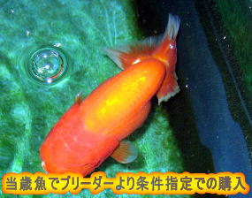 ランチュウ導入時