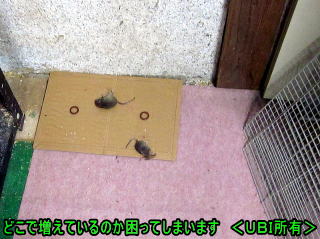 罠にかかったネズミ