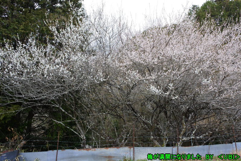 2025年3月25日　梅の花が満開