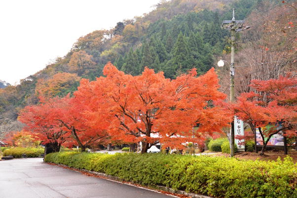 紅葉