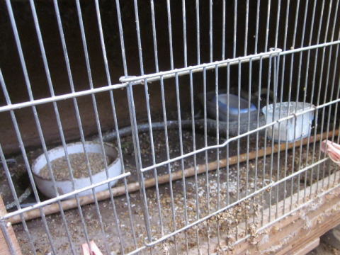 ケージに侵入した蛇
