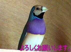 ピーちゃんの紹介